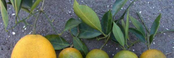 citrus greening