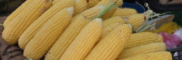 corn pic