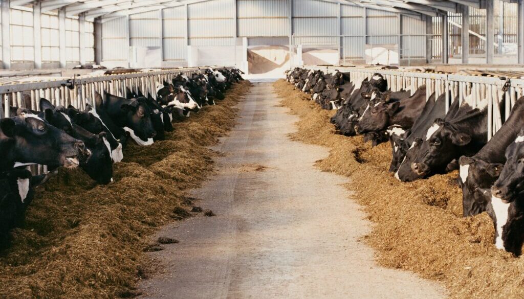 cattle feeding