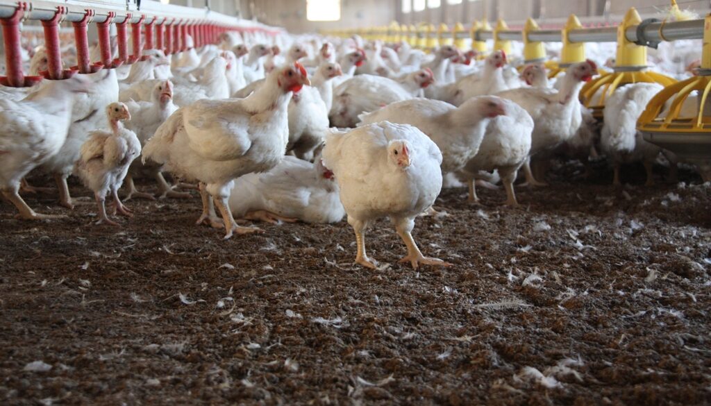 Chicken_Farm_034