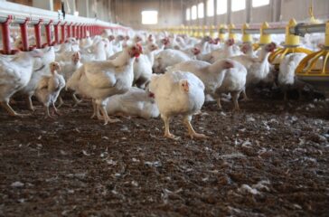 Chicken_Farm_034