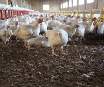 Chicken_Farm_034