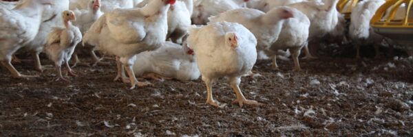 Chicken_Farm_034