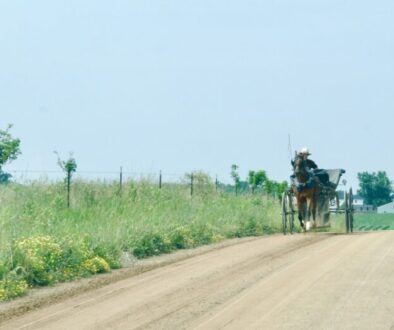 amish buggy