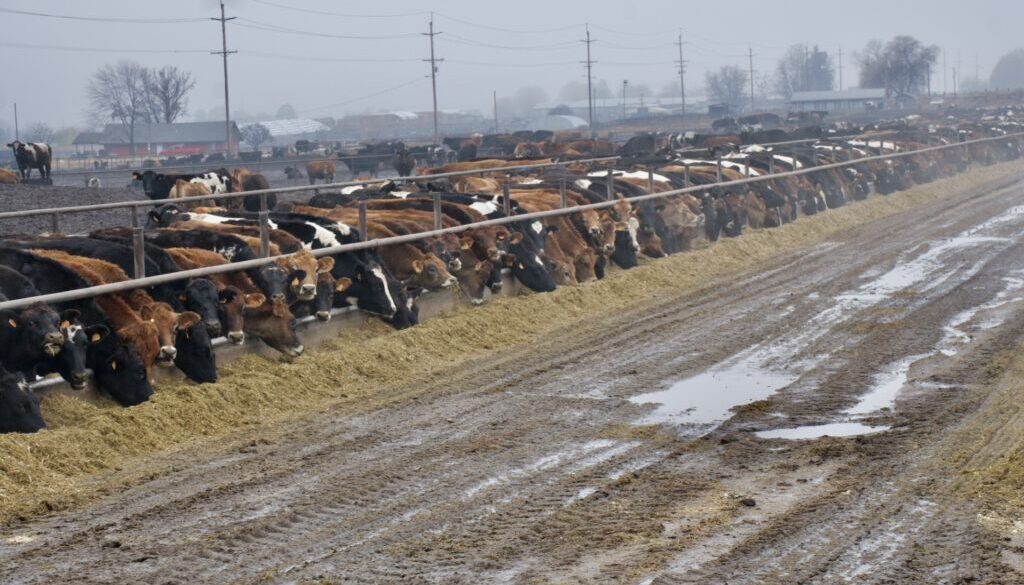 Keith Schenider Yakima long line of cattle