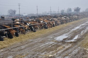 Keith Schenider Yakima long line of cattle