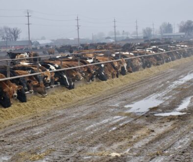 Keith Schenider Yakima long line of cattle