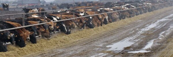 Keith Schenider Yakima long line of cattle