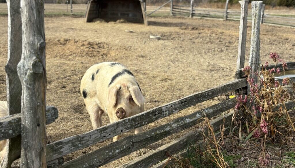 Certified_Naturally_Grown_Pig